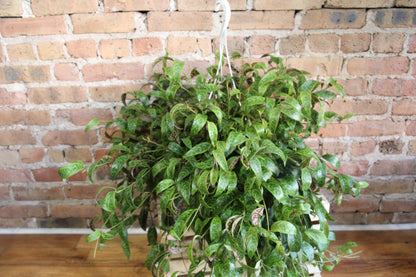 Lipstick Plant
