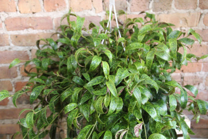 Lipstick Plant