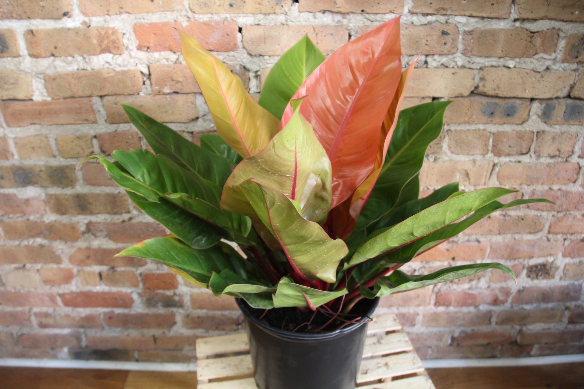 orange hybrid philodendron Philodendron Prince of Orange – Chicago Plants