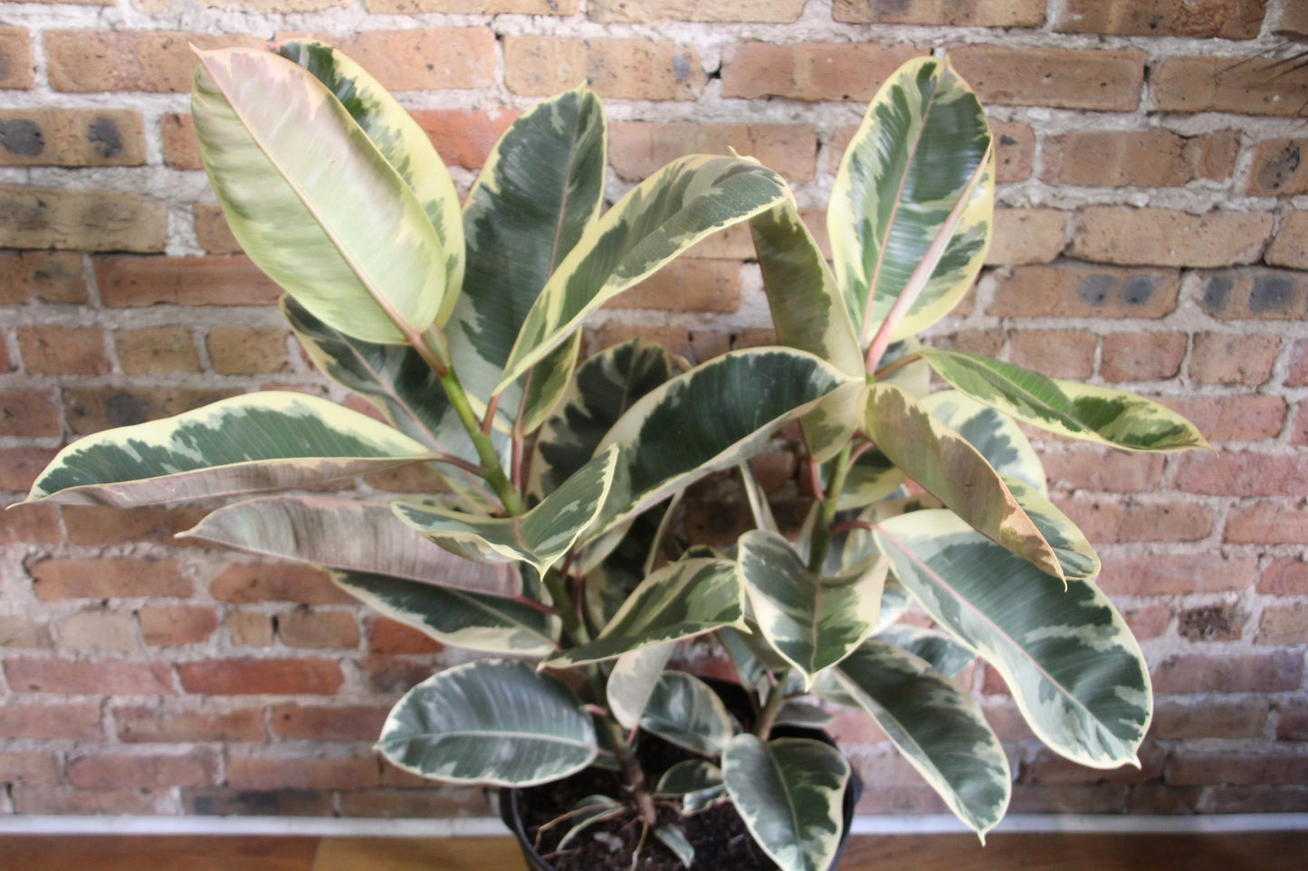 Ficus Tineke