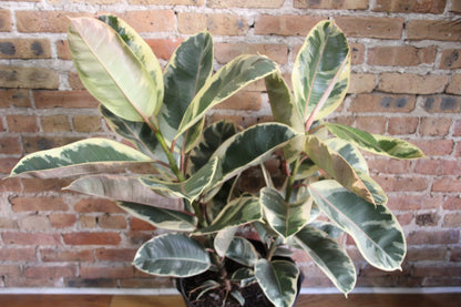 Ficus Tineke
