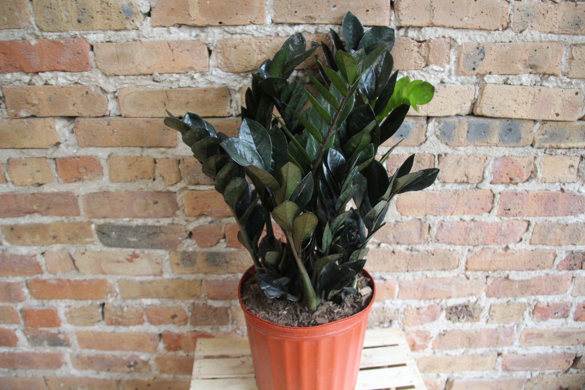 chicago house plants Raven ZZ Plant – Chicago Plants