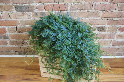 Peacock Fern - Rainbow Moss