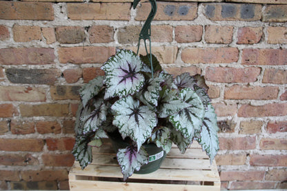 Begonia Rex