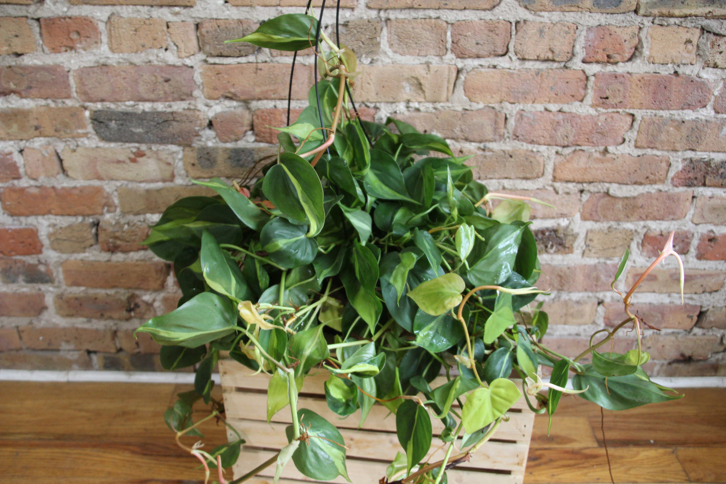 Philodendron Brasil