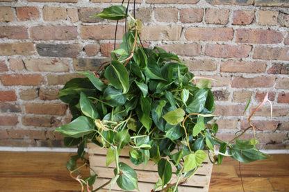 Philodendron Brasil