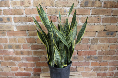 Sansevieria Laurentii