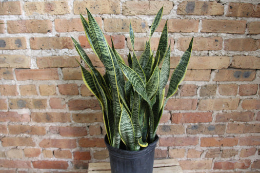 Sansevieria Laurentii