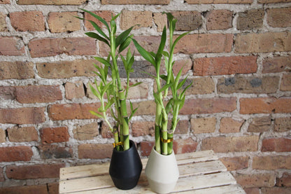 Lucky Bamboo - Dracaena Sanderiana