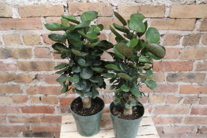Aralia Fabian