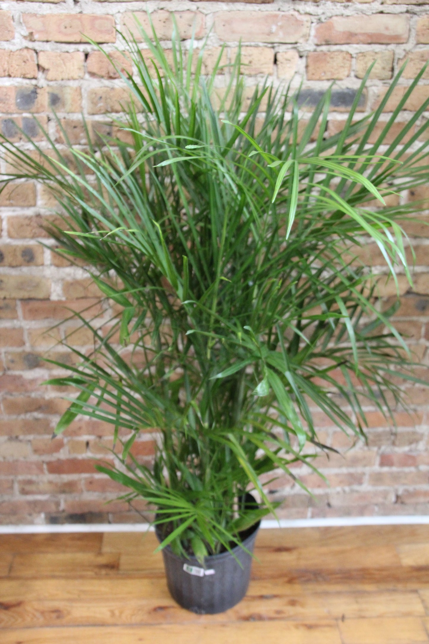 Chamaedorea 'Bamboo Palm'