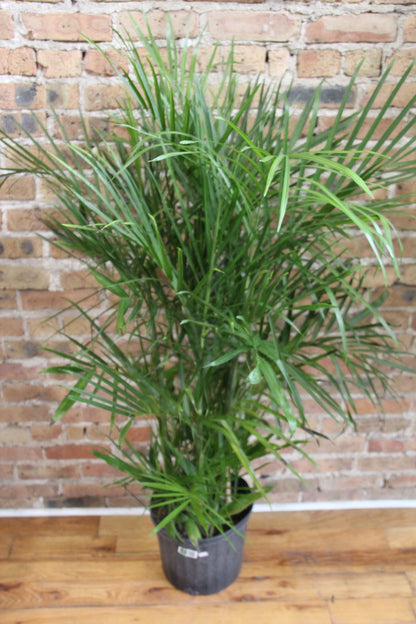 Chamaedorea 'Bamboo Palm'