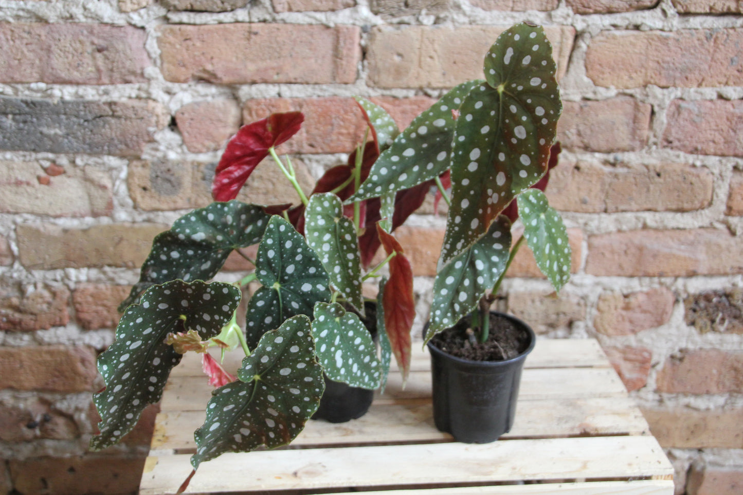 Begonia Maculata