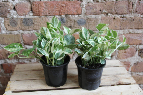 Pothos Pearls and Jade
