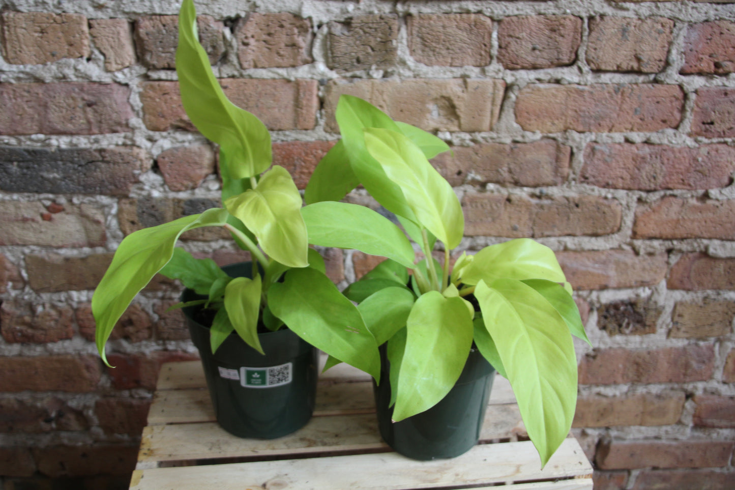 Philodendron Moonlight