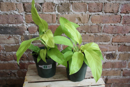 Philodendron Moonlight