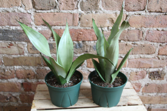 Sansevieria Moonshine