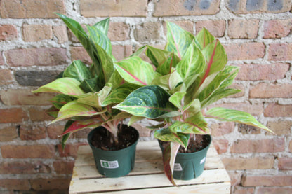 Aglaonema Sparkling Sarah