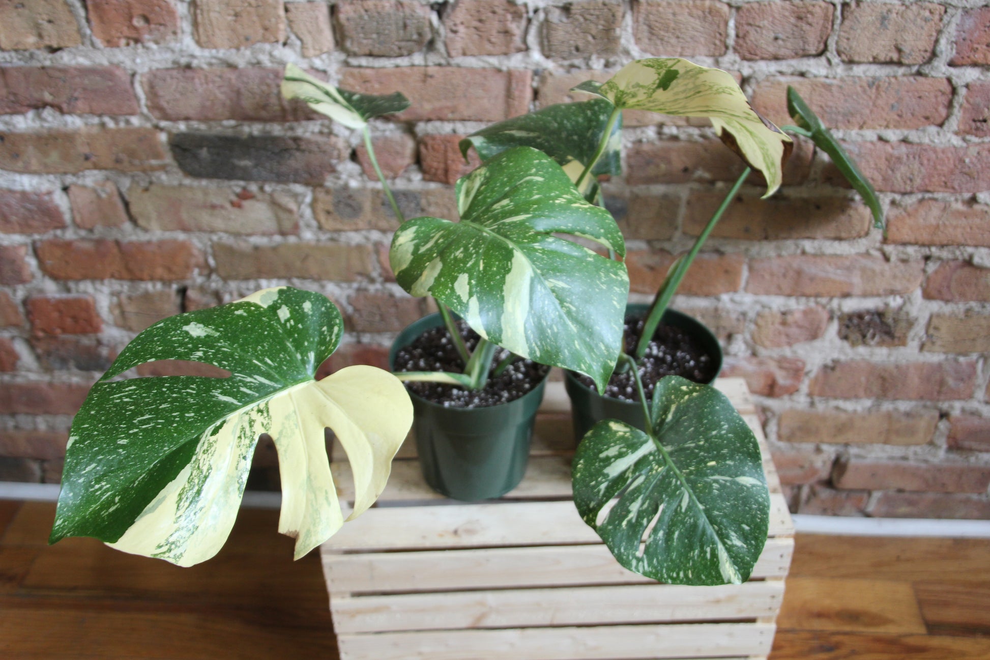 monstera plant chicago Monstera Deliciosa 'Thai Constellation'