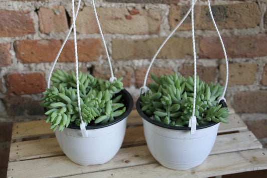 Burro's Tail