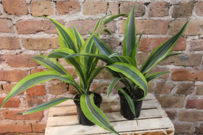 Dracaena Gold Star