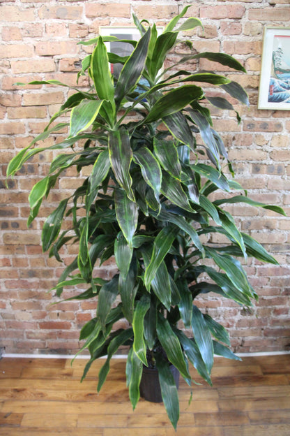 Dracaena Art Carmen Cane