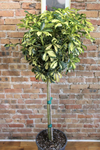 Schefflera Arboricola Gold Capella