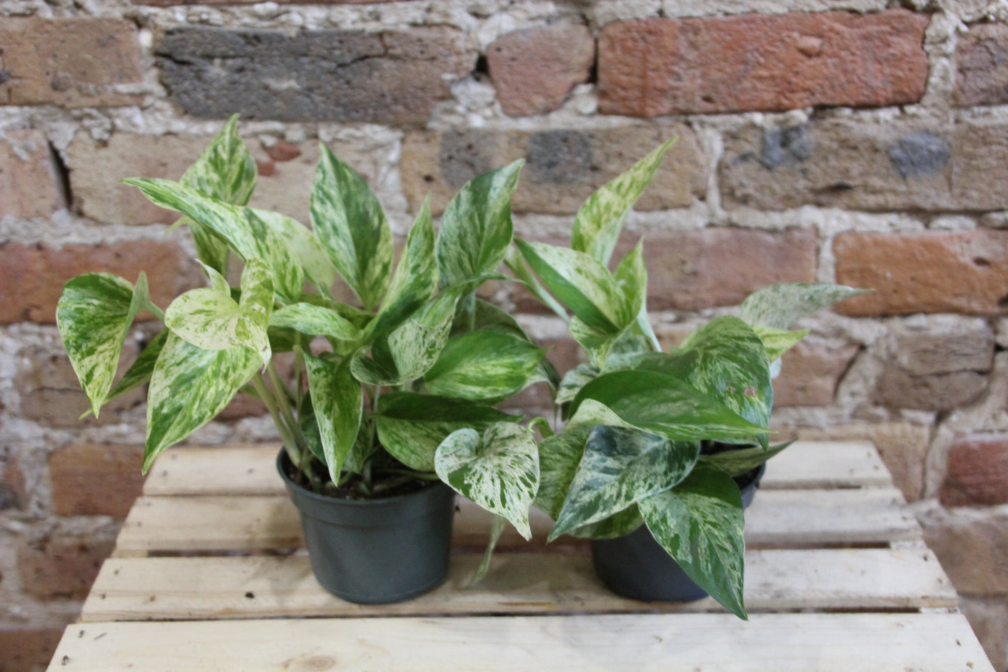 Pothos Marble Queen
