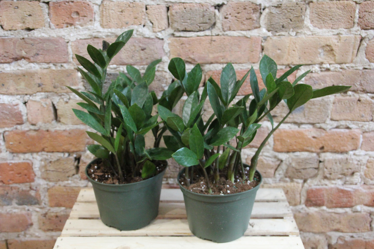 ZZ Plant