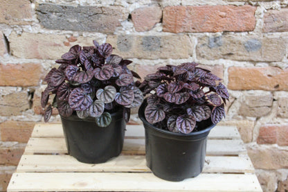 Peperomia Ripple
