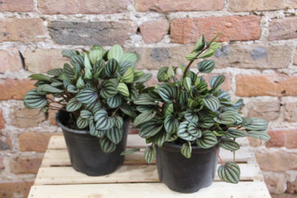 Peperomia Piccolo