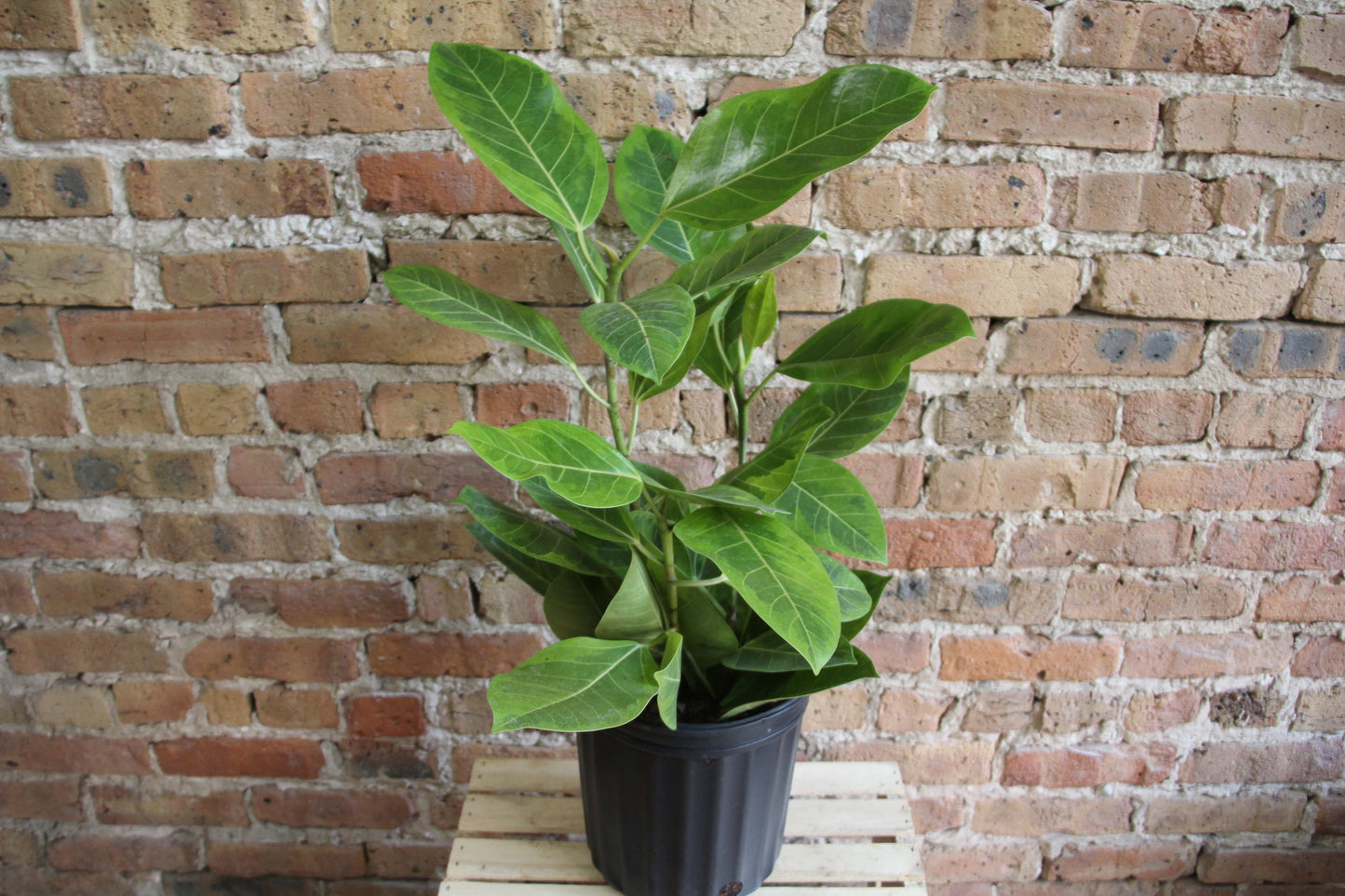 Ficus Altissima