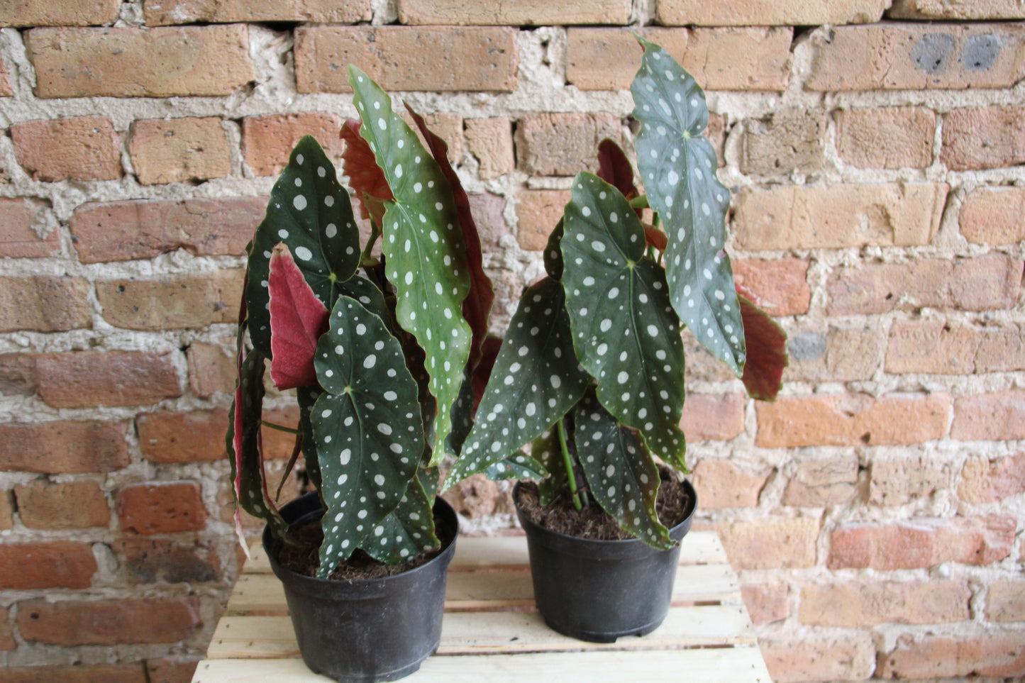 Begonia Maculata