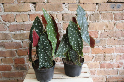 Begonia Maculata