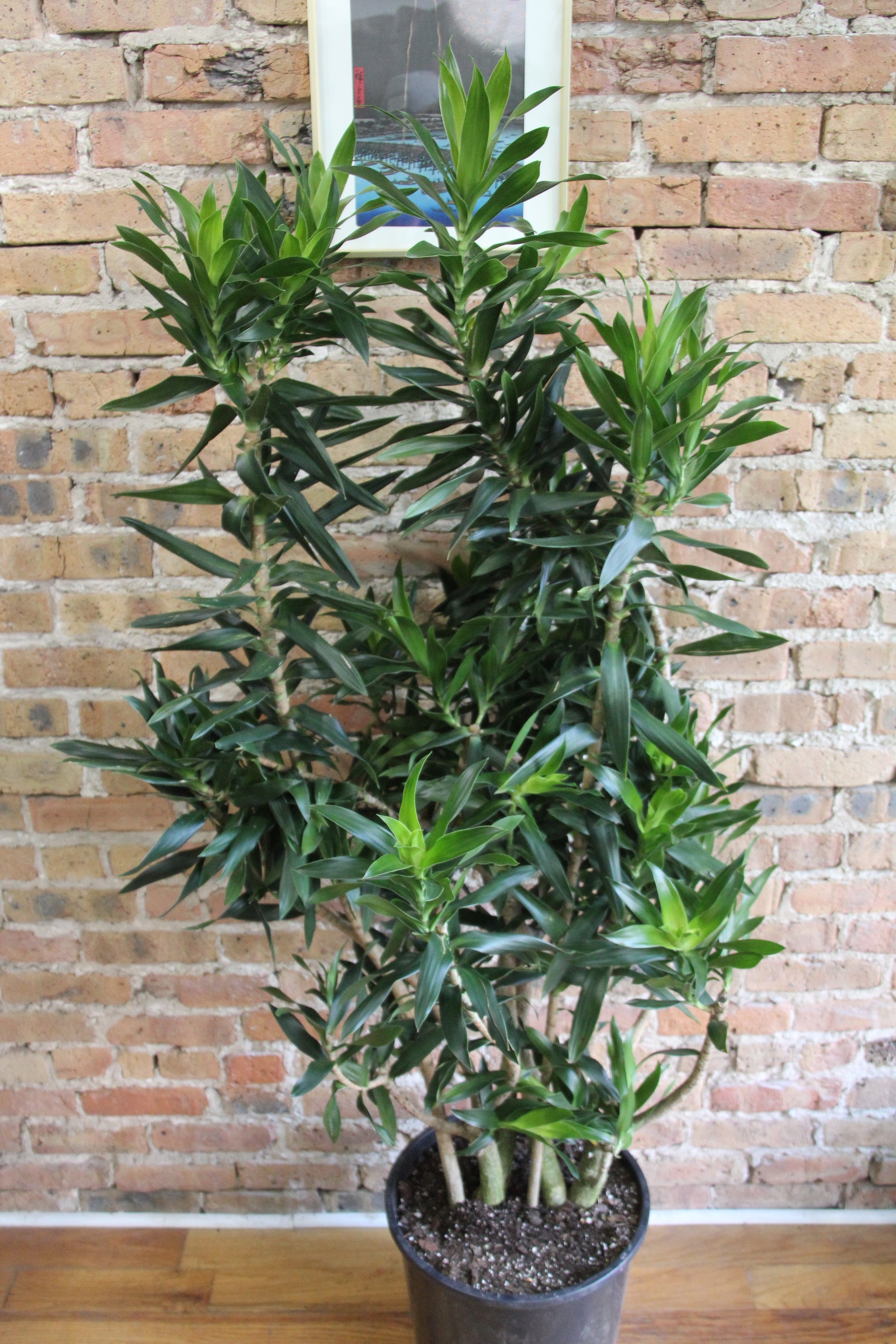 dracaena reflexa price Dracaena Reflexa