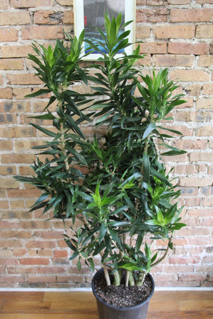 dracaena laxissima Dracaena Reflexa – Chicago Plants