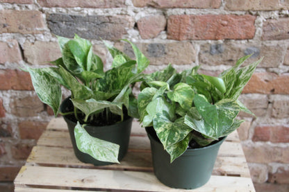 Pothos Marble Queen