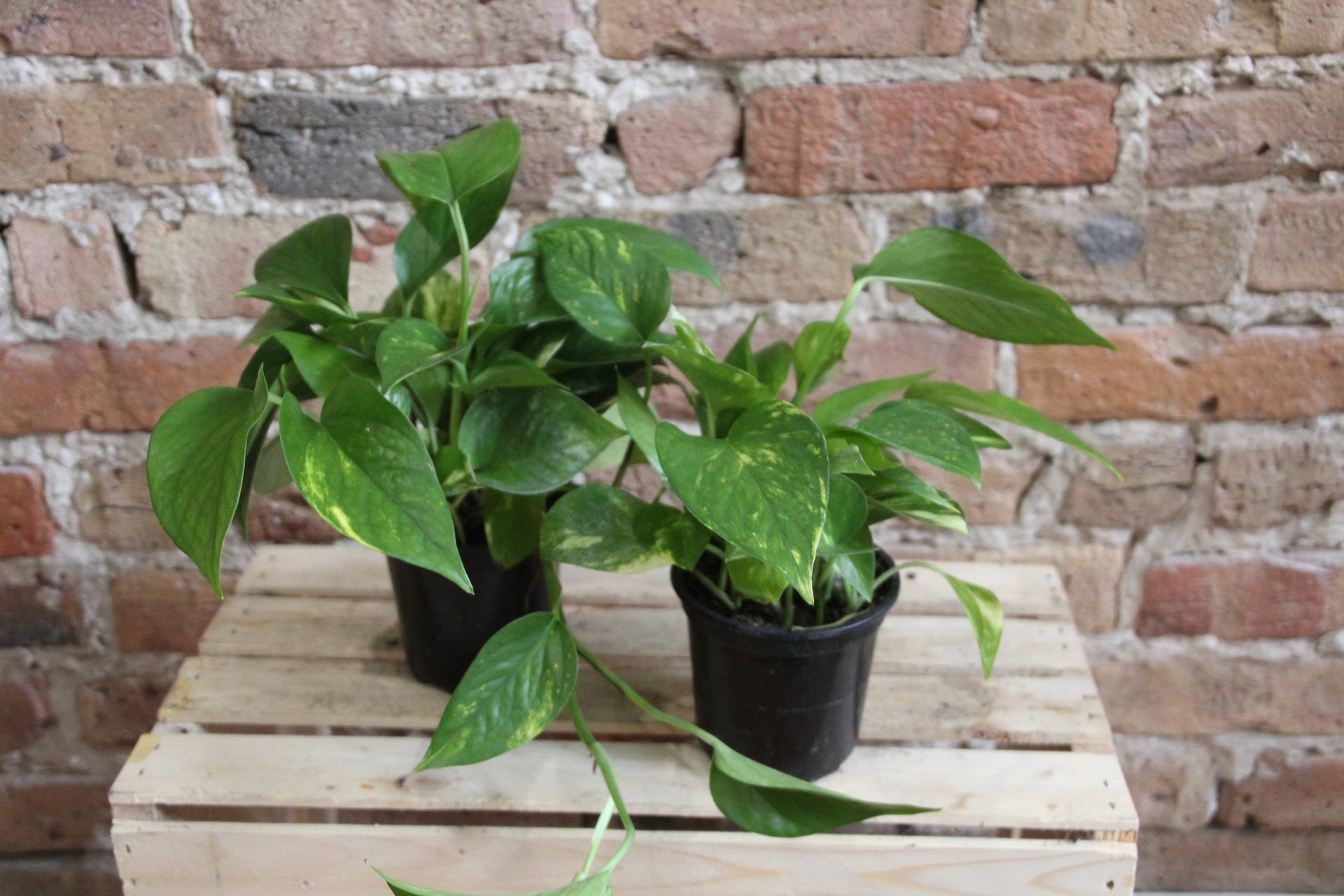 golden pothos plant seeds Pothos Golden