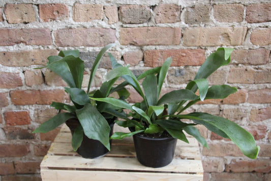 Fern Staghorn