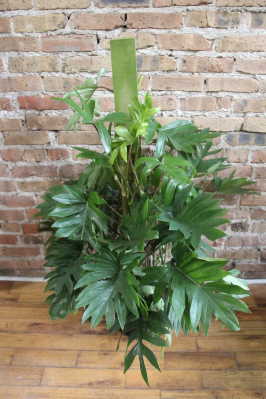 Philodendron Mayoi