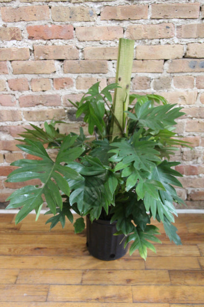 Philodendron Mayoi