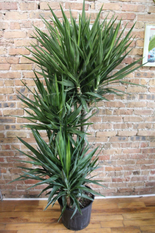 Yucca Cane