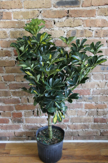 Schefflera Arboricola Gold Capella