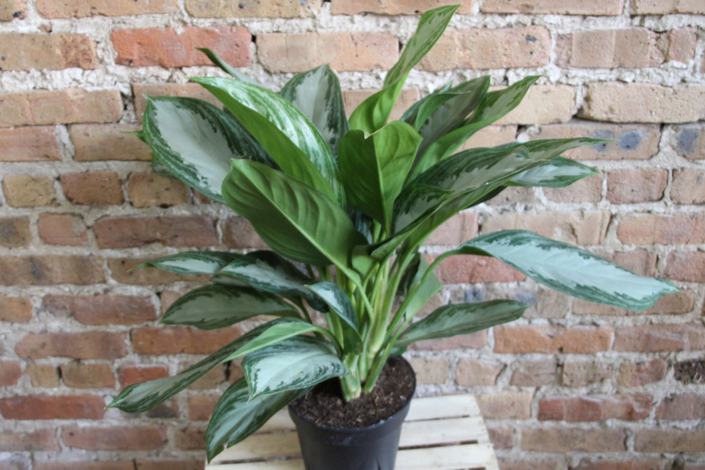 amelia aglaonema Aglaonema Silver Bay – Chicago Plants