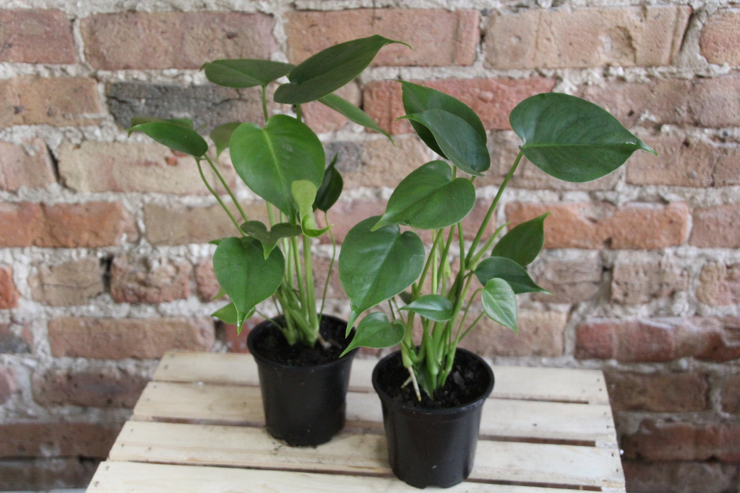 Philodendron Monstera Deliciosa