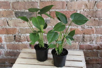 Philodendron Monstera Deliciosa