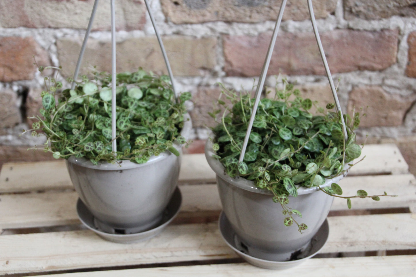 Peperomia Prostrata 'String of Turtles'
