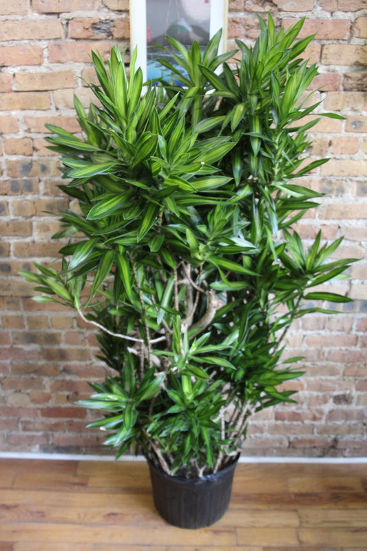 Dracaena Reflexa  'Song of Jamaica'