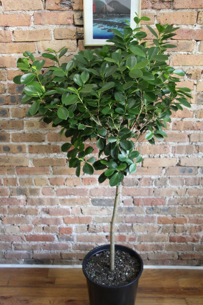 Ficus Moclame 'Danielle'