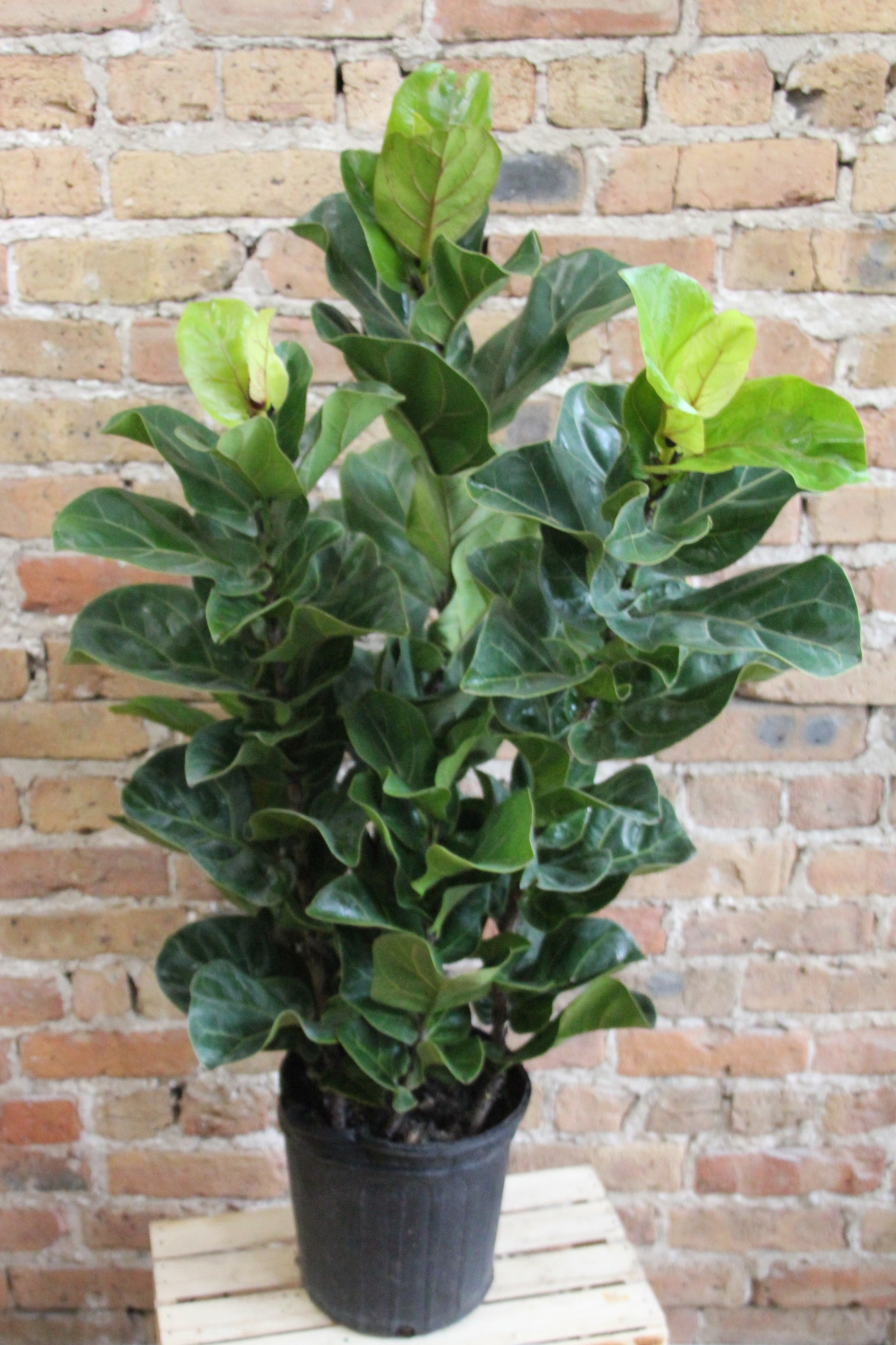 fiddle leaf fig chicago Ficus Lyrata 'Fiddle Leaf Fig'